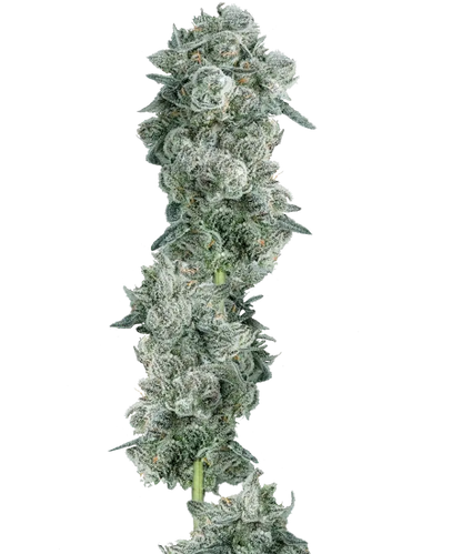 Mints Feminized Single Seed