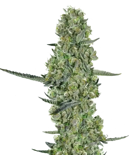 Pineapple Fritter Feminized Single Seed