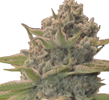 Close-up of a cannabis plant Apple Pie Feminized Strain bud with frosting resin 