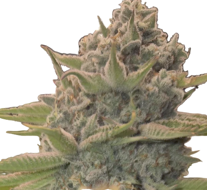 Close-up of a cannabis plant Apple Pie Feminized Strain bud with frosting resin 