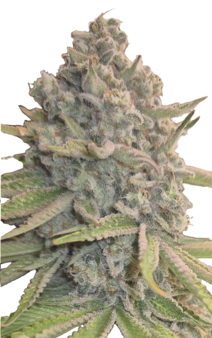 Apple Pie Strain Cannabis Bud with Light Green Hues and frosty trichomes 