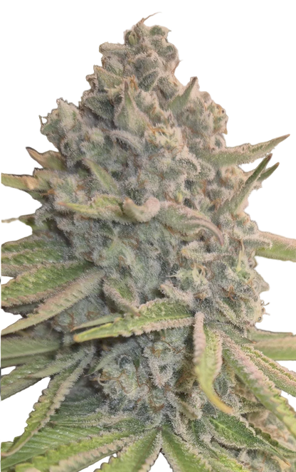 Apple Pie Strain Cannabis Bud with Light Green Hues and frosty trichomes 