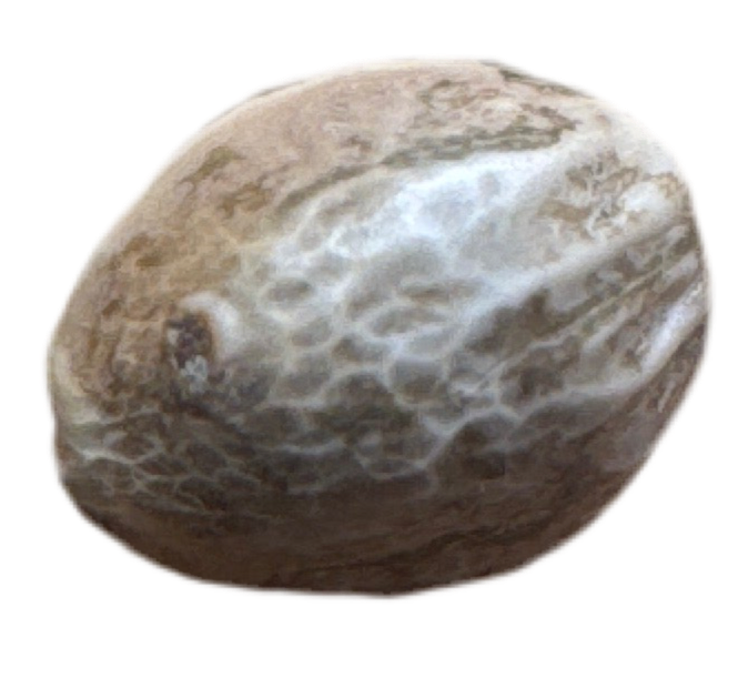 Close-Up of Feminized Cannabis Seed 