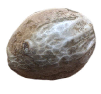 Close-Up of Feminized Cannabis Seed 