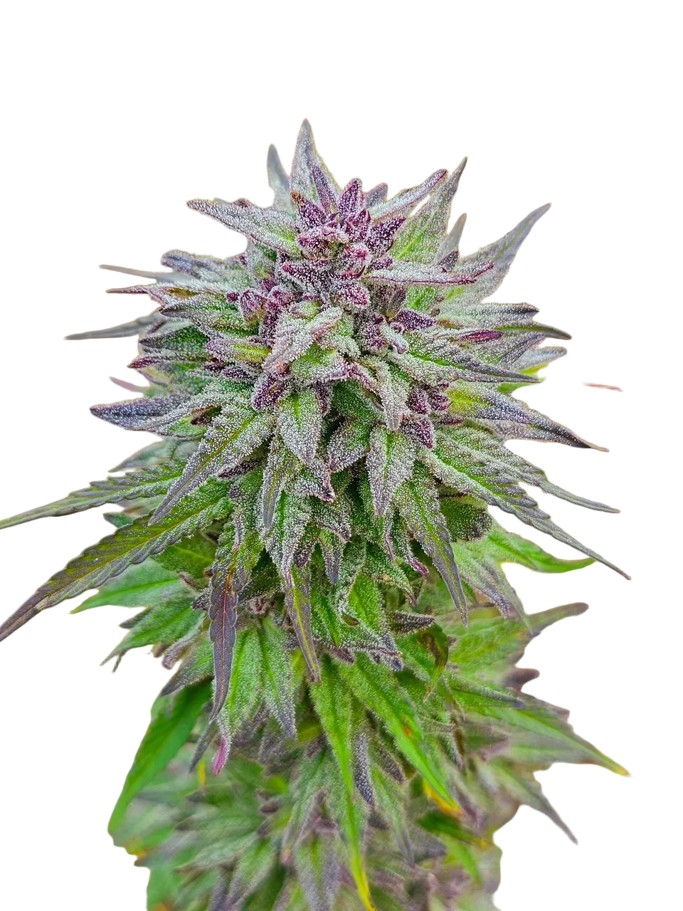 Aurora Borealis Green + Purple Pheno Regular Photoperiod Seeds – Maine Open Field