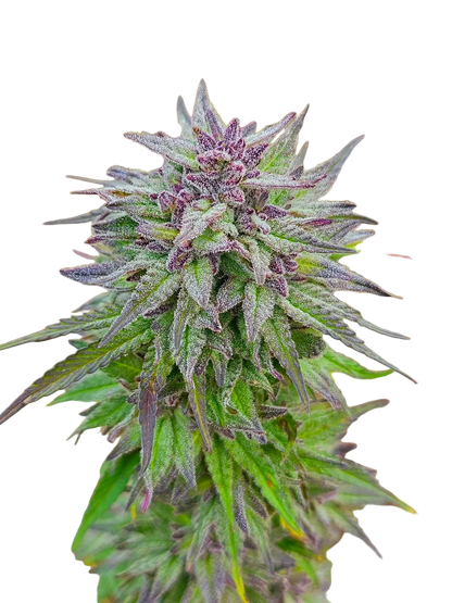 Aurora Borealis Green + Purple Pheno Regular Photoperiod Seeds – Maine Open Field