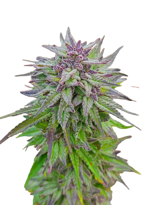 Aurora Borealis Green + Purple Pheno Regular Photoperiod Seeds – Maine Open Field