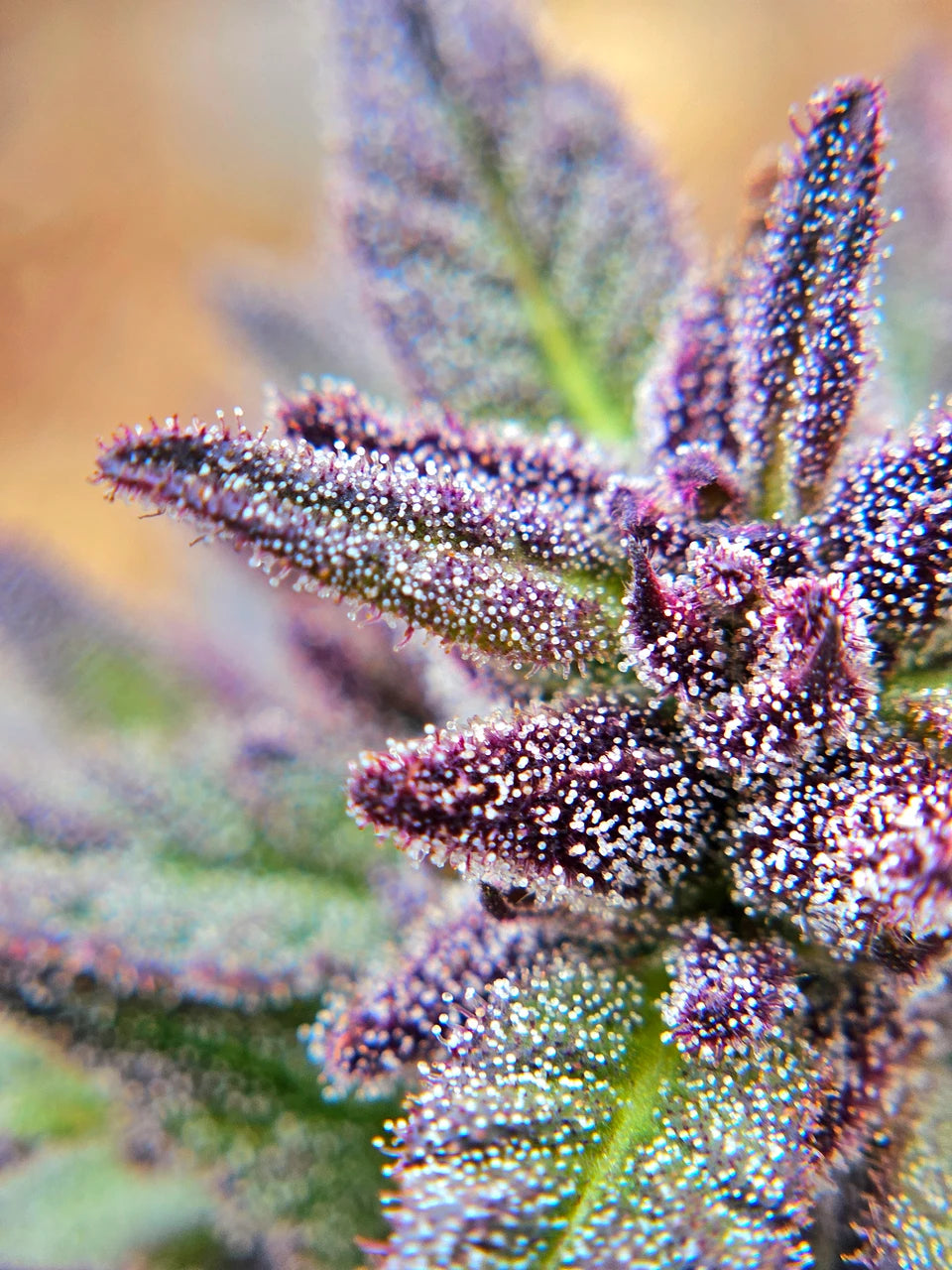 Aurora Borealis Green + Purple Pheno Regular Photoperiod Seeds – Maine Open Field