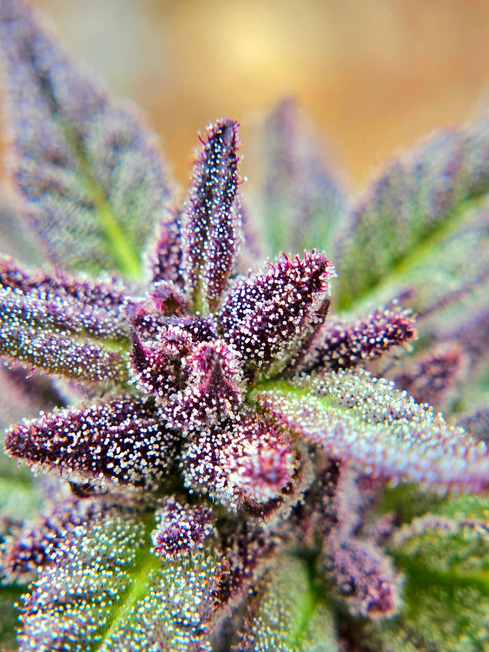 Aurora Borealis Green + Purple Pheno Regular Photoperiod Seeds – Maine Open Field