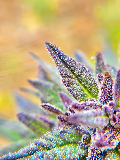 Aurora Borealis Green + Purple Pheno Regular Photoperiod Seeds – Maine Open Field