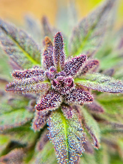 Aurora Borealis Green + Purple Pheno Regular Photoperiod Seeds – Maine Open Field