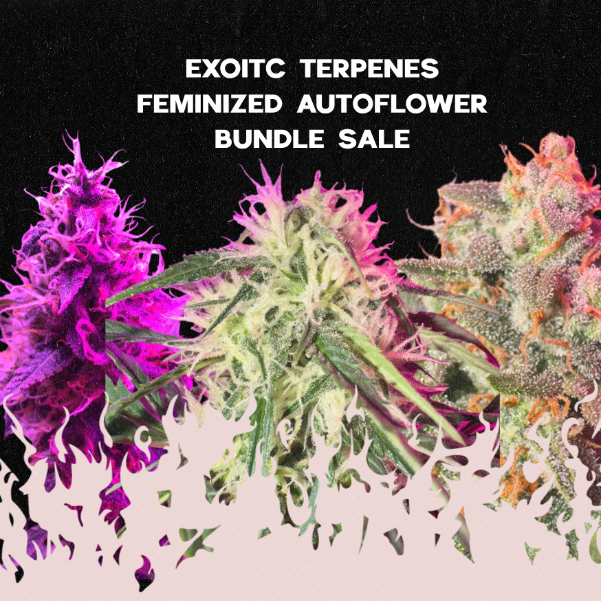 Feminized autoflower cannabis bundle sale with purple and green buds on a black background.