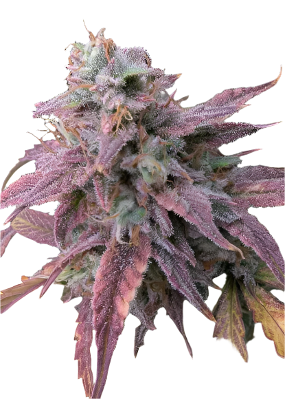Purple and Red cannabis bud of Auto Ultimate Feminized 