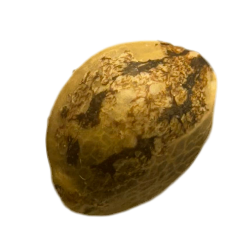 Close Up Image of Autoflowering Auto Ultimate Cannabis Seed Physical Product 