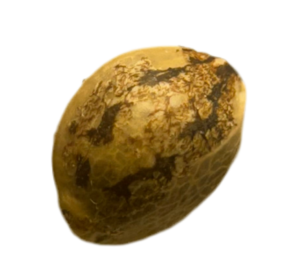 Close Up Image of Autoflowering Auto Ultimate Cannabis Seed Physical Product 