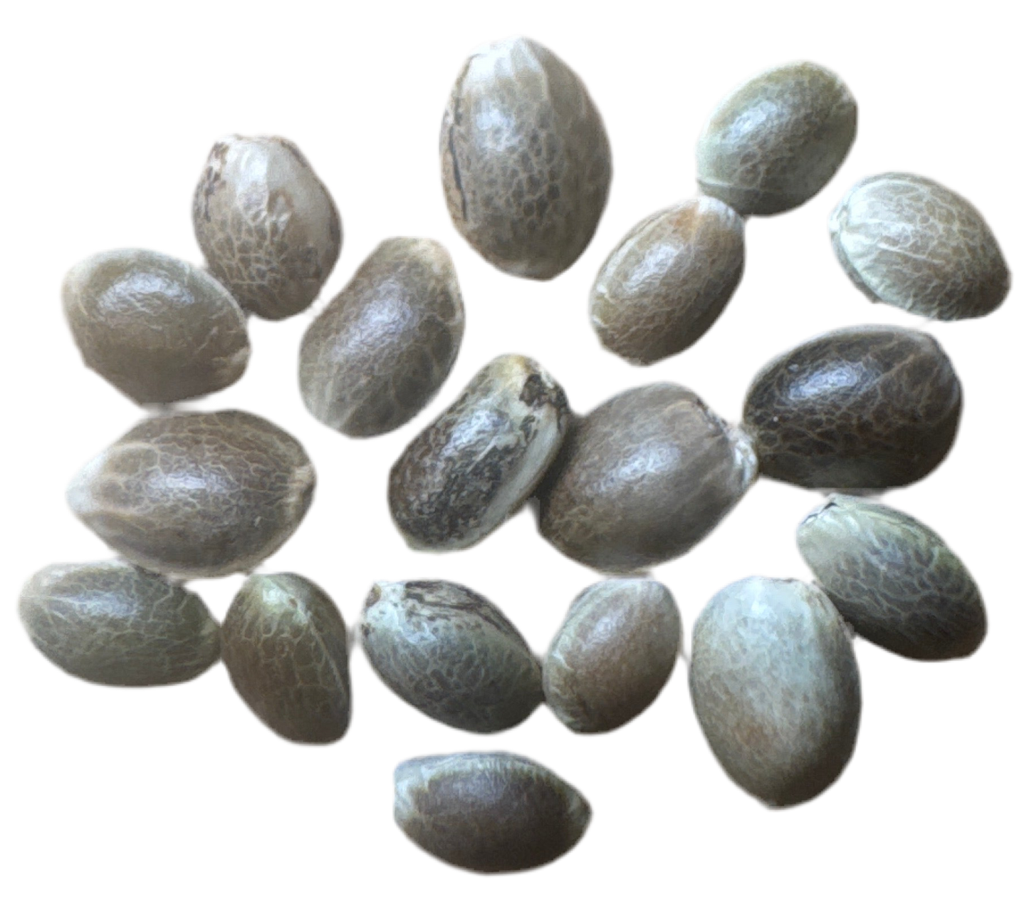 Pure Russian Ruderalis 18 seed Breeder Pack