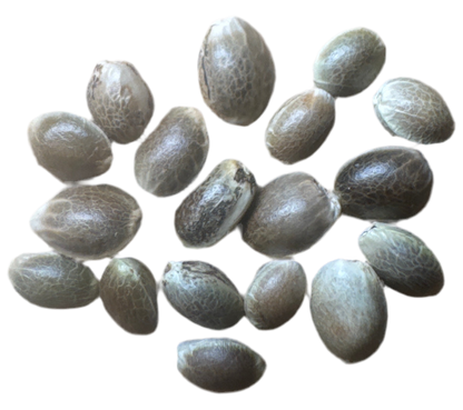 Pure Russian Ruderalis 18 seed Breeder Pack
