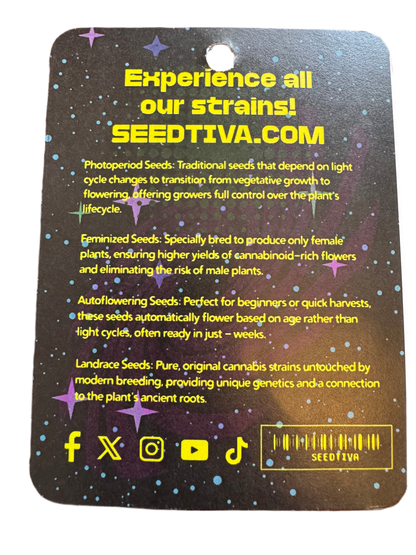 Wholesale 10 Packs Landrace Cannabis Seeds (40 seeds per pack) Anti-theft Packaging with Seed Display Bubble
