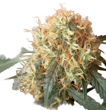 Close-up of a cannabis big melon feminized plant bud with green leaves and orange pistil stamens on a white background