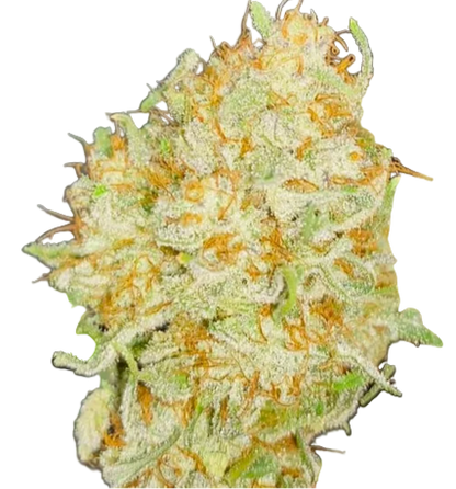 Biscuit Butter Feminized Single Seed