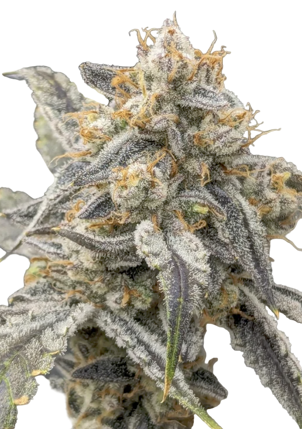 Close-up of a biscuit butter cannabis plant bud with frost on a white background