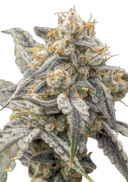 Close-up of a biscuit butter cannabis plant bud with frost on a white background