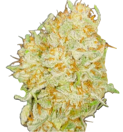 Close-up of a dried biscuit butter feminized cannabis bud with green and orange colors on a white background