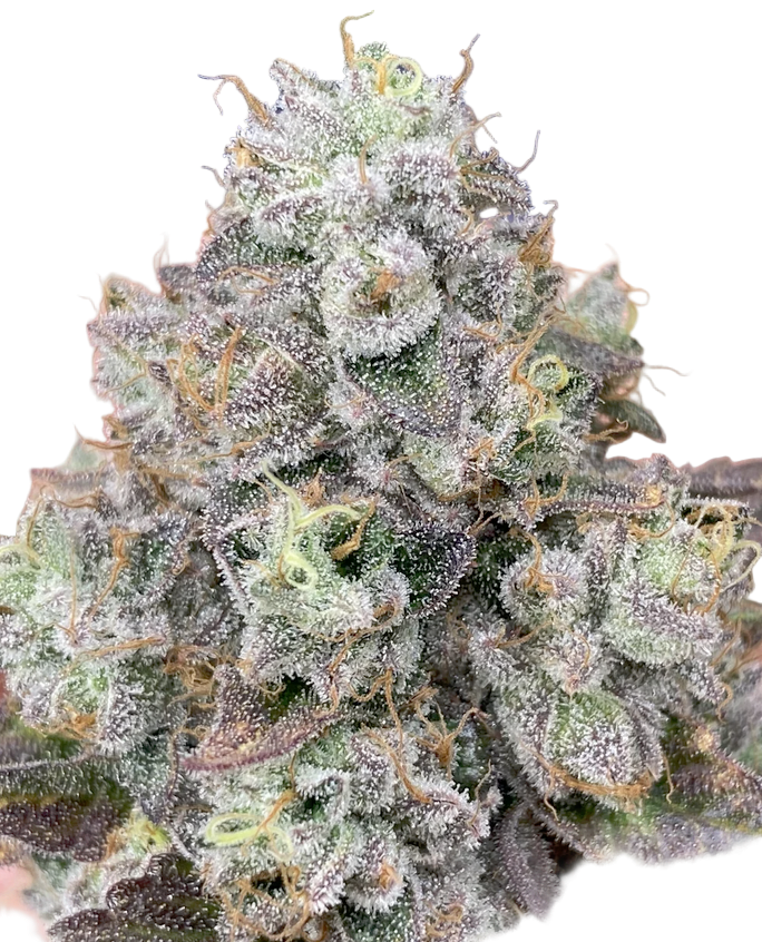 Close-up of a trimmed biscuit butter cannabis plant bud with frost on a white background