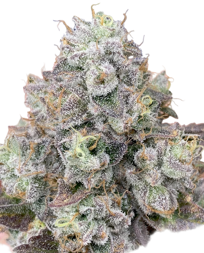 Close-up of a trimmed biscuit butter cannabis plant bud with frost on a white background