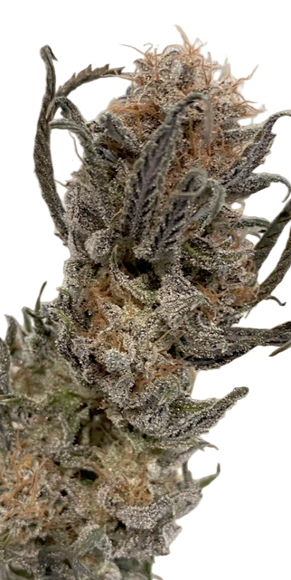 Close-up of a cannabis plant Blue dream cannabis feminized hybrid bud that is drying with a white background