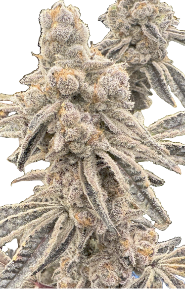 Close-up of a hybrid blue dream feminized cannabis plant bud with good trichome production and a white background