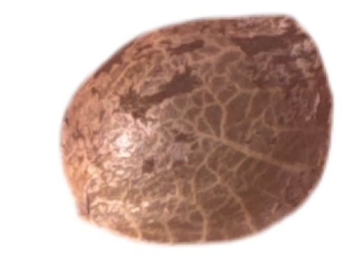 Close-up of a textured brown Berry Jam Cannabis Seed on a transparent Background