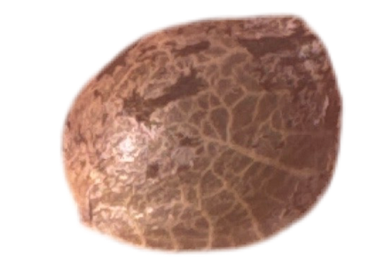 Close-up of a textured brown Berry Jam Cannabis Seed on a transparent Background