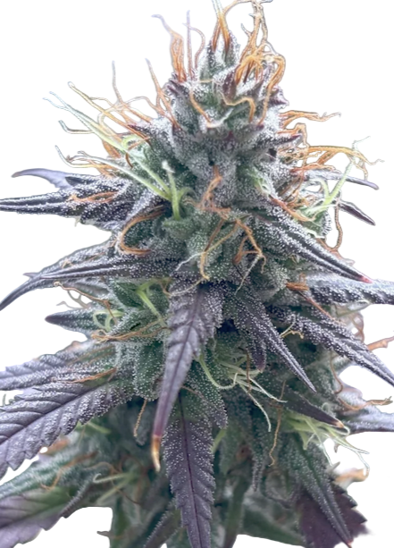 Close-up of Berry Jam cannabis plant bud with detailed texture and color.