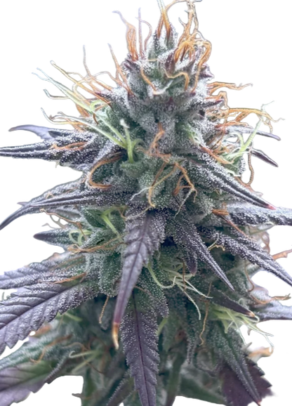 Close-up of Berry Jam cannabis plant bud with detailed texture and color.