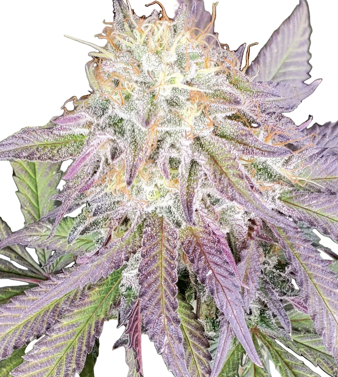Close up of Berry Jam Feminized Cannabis bud with white frosting on green purple flower