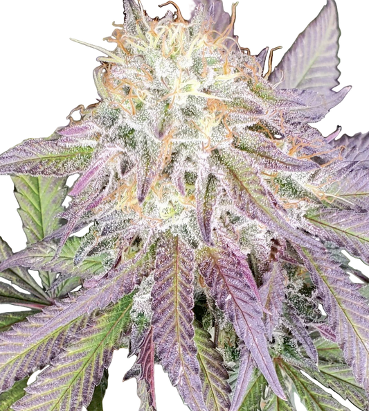 Close up of Berry Jam Feminized Cannabis bud with white frosting on green purple flower