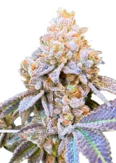 Close-up of a golden purple berry runtz cannabis plant bud with frost on a transparent background