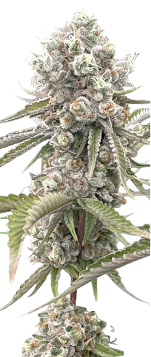 Close-up of a cannabis plant with green leaves and visible buds. white pistils on top of cola