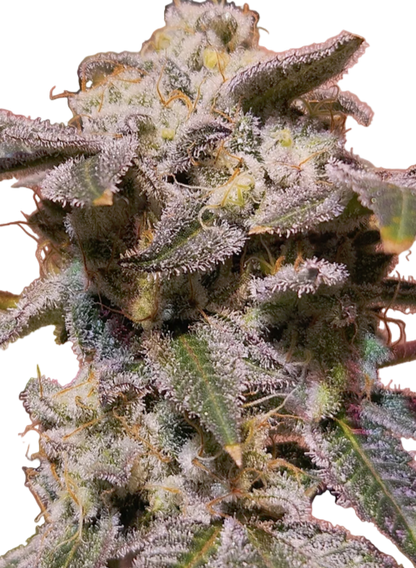 Close-up of a Berry Runtz Feminized cannabis plant with frosty trichomes on a white background