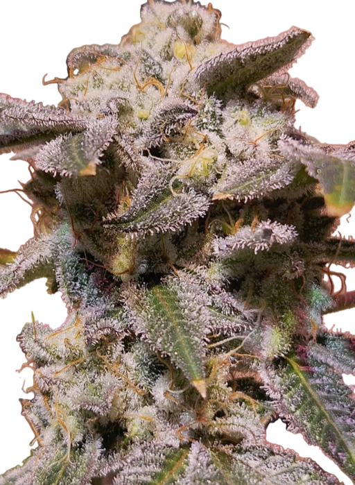 Close-up of a Berry Runtz Feminized cannabis plant with frosty trichomes on a white background