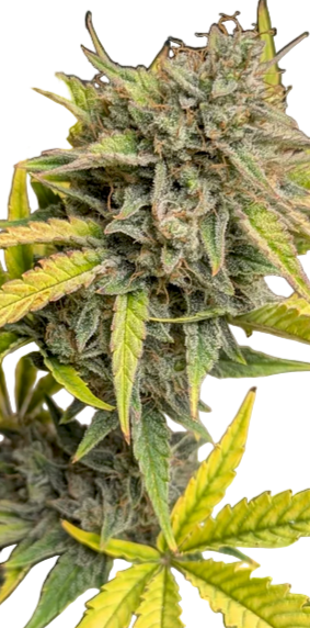 Close-up of a big melon feminized cannabis plant bud with green and yellow leaves indicative of senescence on a white background