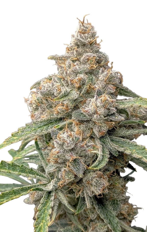 Close-up of a Big Melon Feminized cannabis plant with dense trichomes on a white background