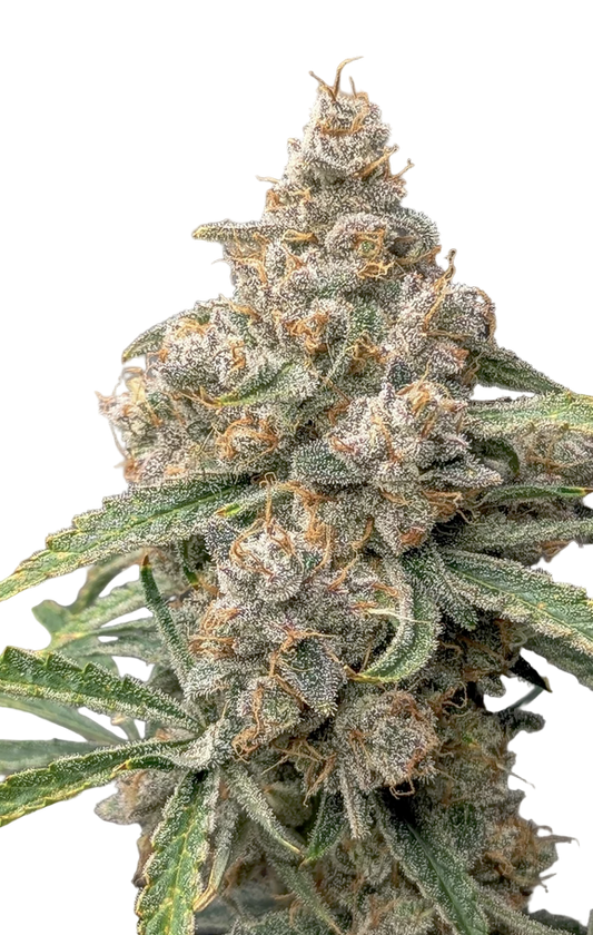 Close-up of a Big Melon Feminized cannabis plant with dense trichomes on a white background