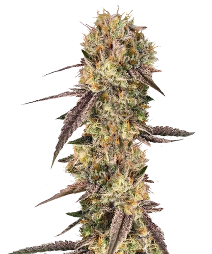Biscuit Butter Feminized Single Seed