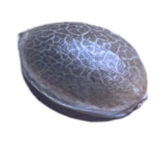 Close up Feminized Biscuit Butter Cannabis Seed Brown glossy reflective seed