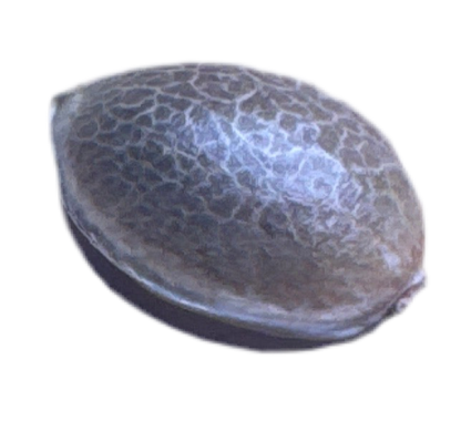 Close up Feminized Biscuit Butter Cannabis Seed Brown glossy reflective seed