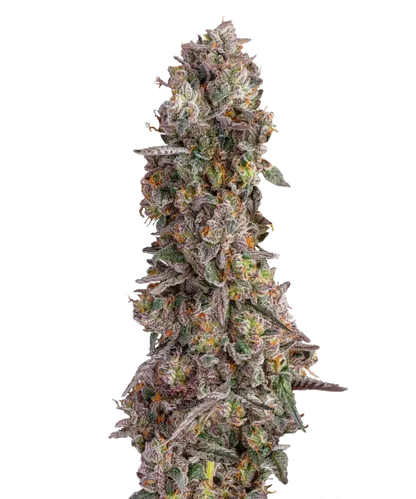 OG Runtz Feminized Single Seed