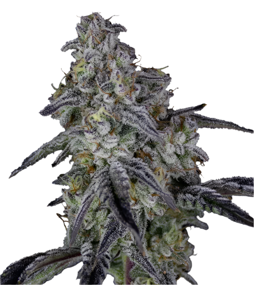 Close-up of a high detail Blackberry Cookies cannabis plant bud with frost on a white background