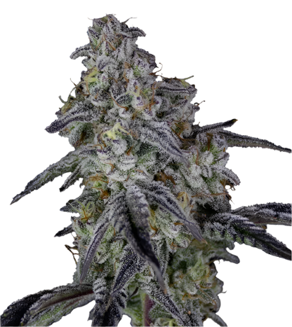 Close-up of a high detail Blackberry Cookies cannabis plant bud with frost on a white background